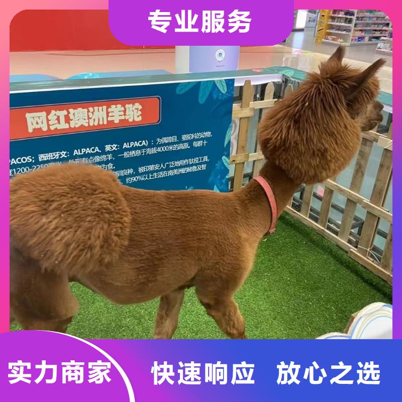 马戏团/羊驼_死轮表演精英团队