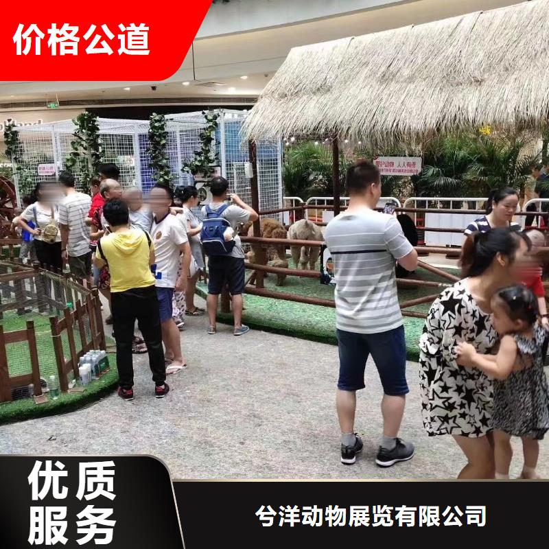 马戏团/羊驼_【出租海狮表演】精英团队