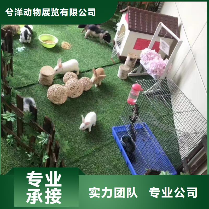 马戏团/羊驼,草泥马羊驼租赁口碑公司