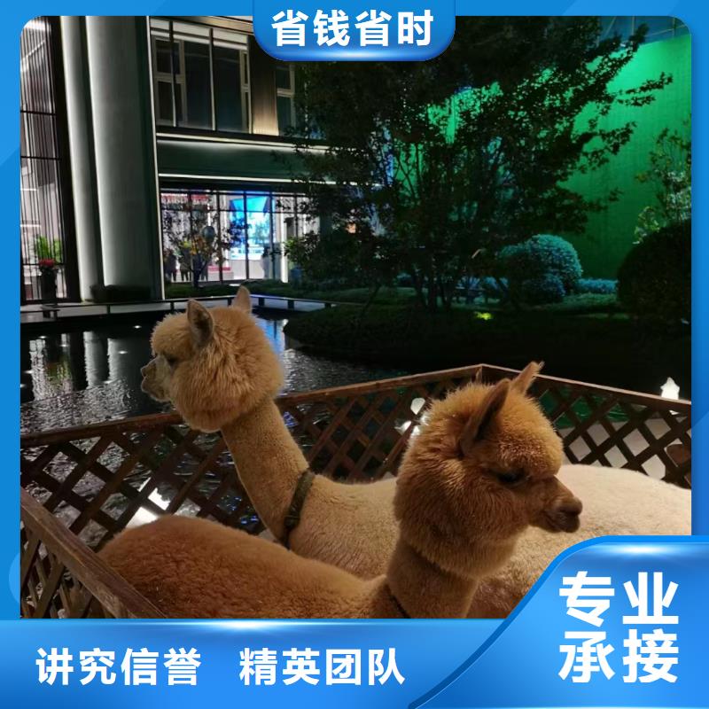 马戏团/羊驼_海狮表演出租收费合理