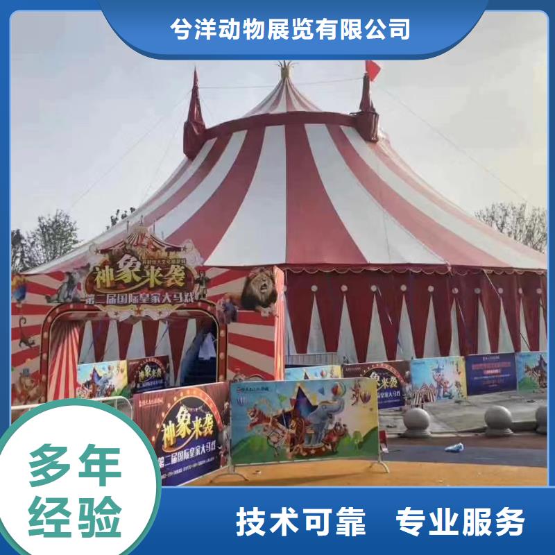 马戏团/羊驼_死轮表演精英团队