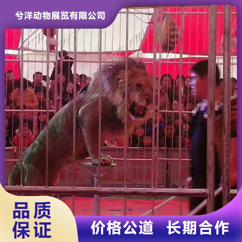 马戏团/羊驼,草泥马羊驼租赁口碑公司