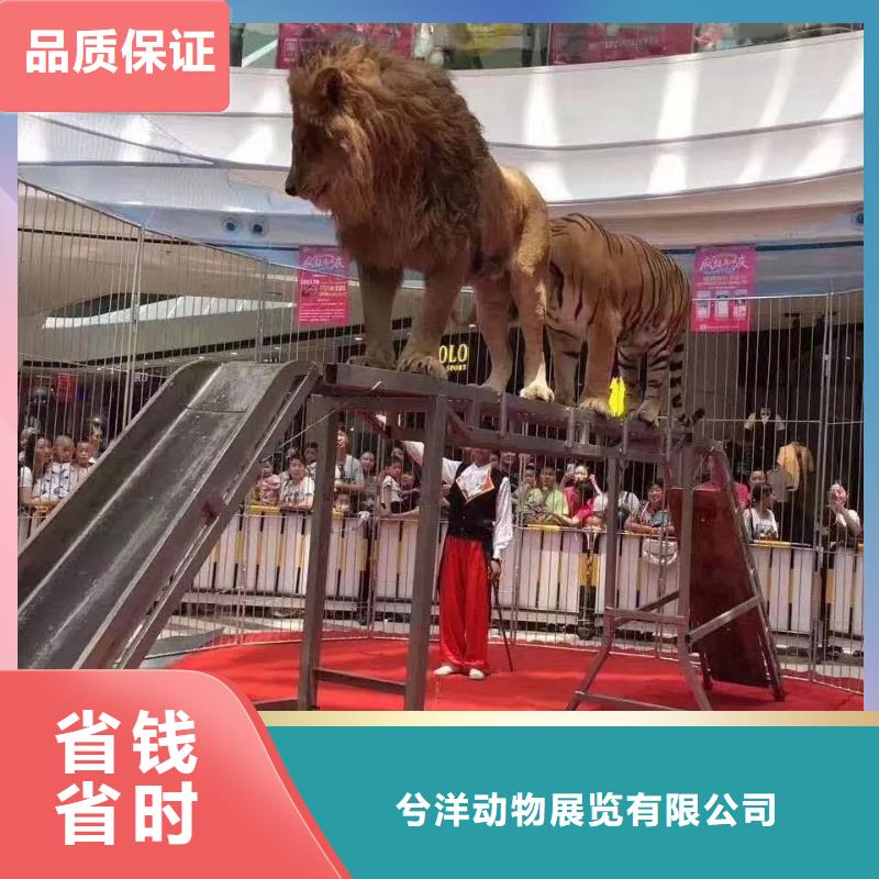 马戏团/羊驼海狮表演出租好评度高