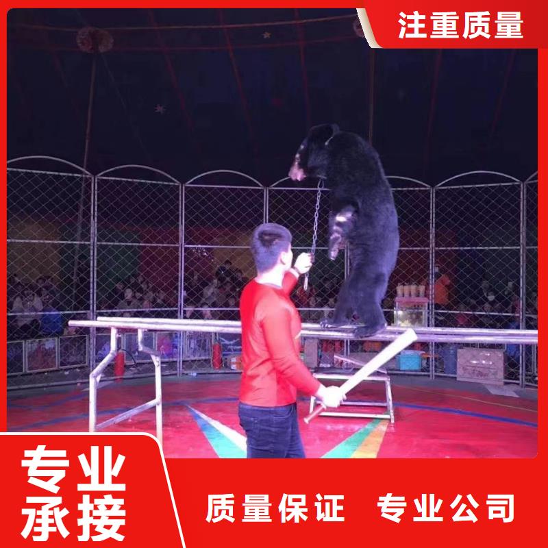 马戏团/羊驼_海狮表演出租收费合理