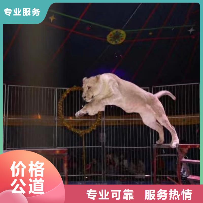 马戏团/羊驼【海狮杂技表演】专业团队