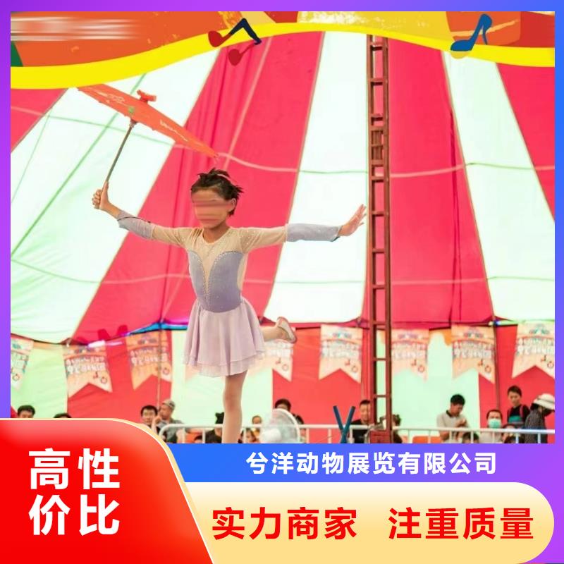 马戏团/羊驼_死轮表演精英团队