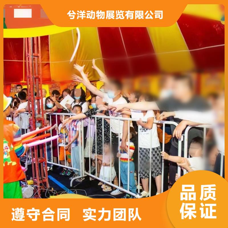 马戏团/羊驼_死轮表演精英团队