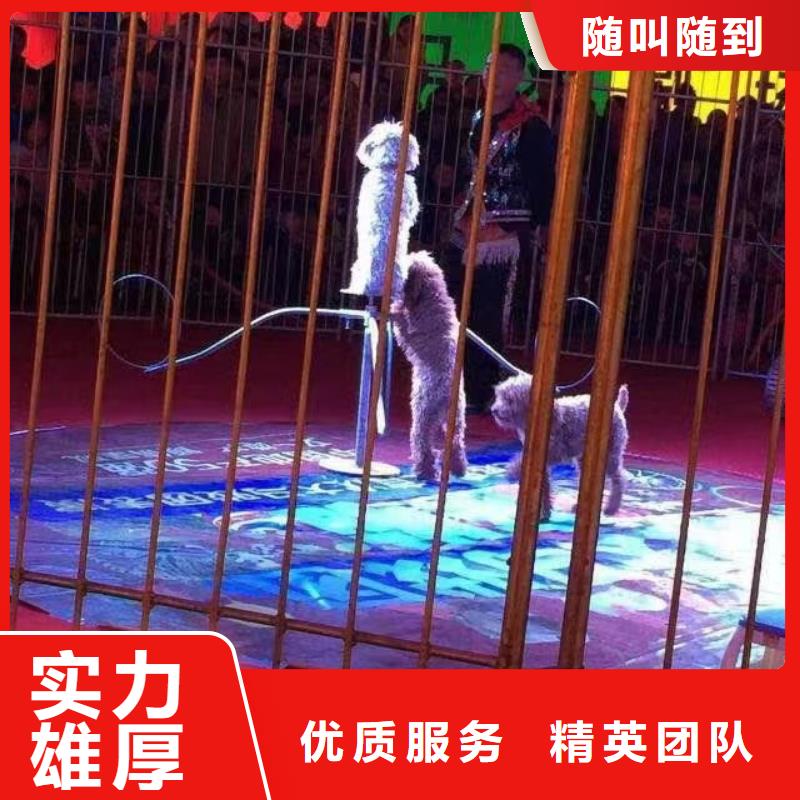 马戏团/羊驼_死轮表演精英团队