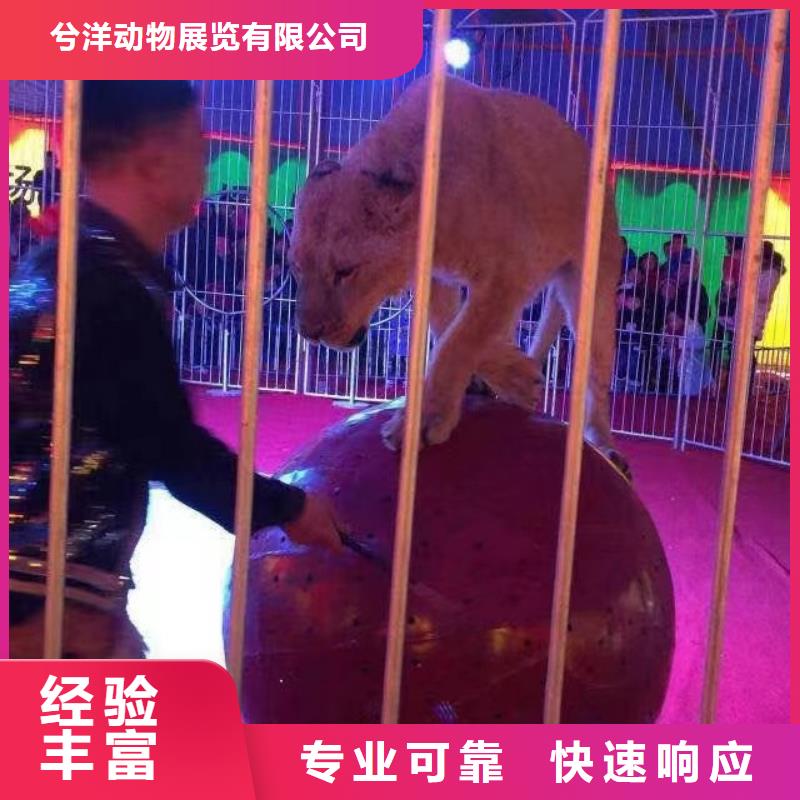 马戏团/羊驼_死轮表演精英团队