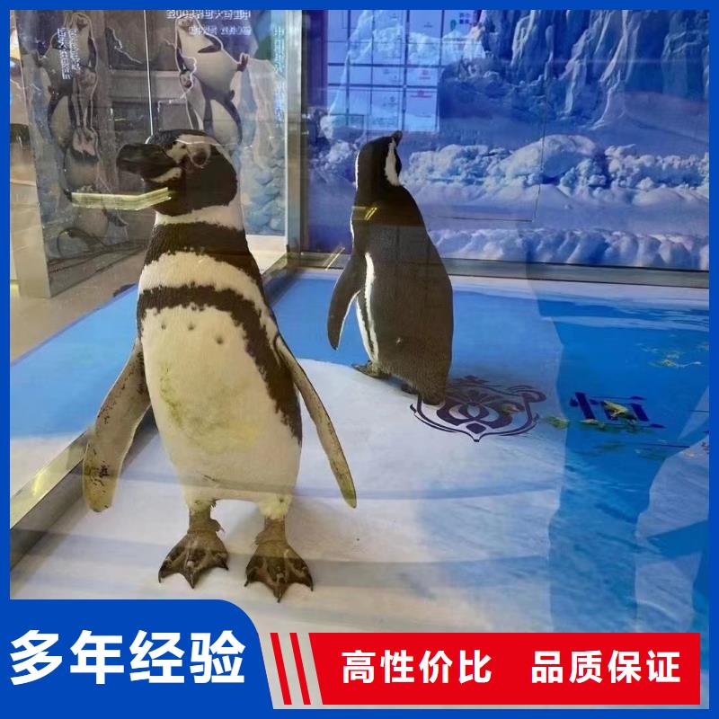 海洋主题动物表演-马戏团表演品质优