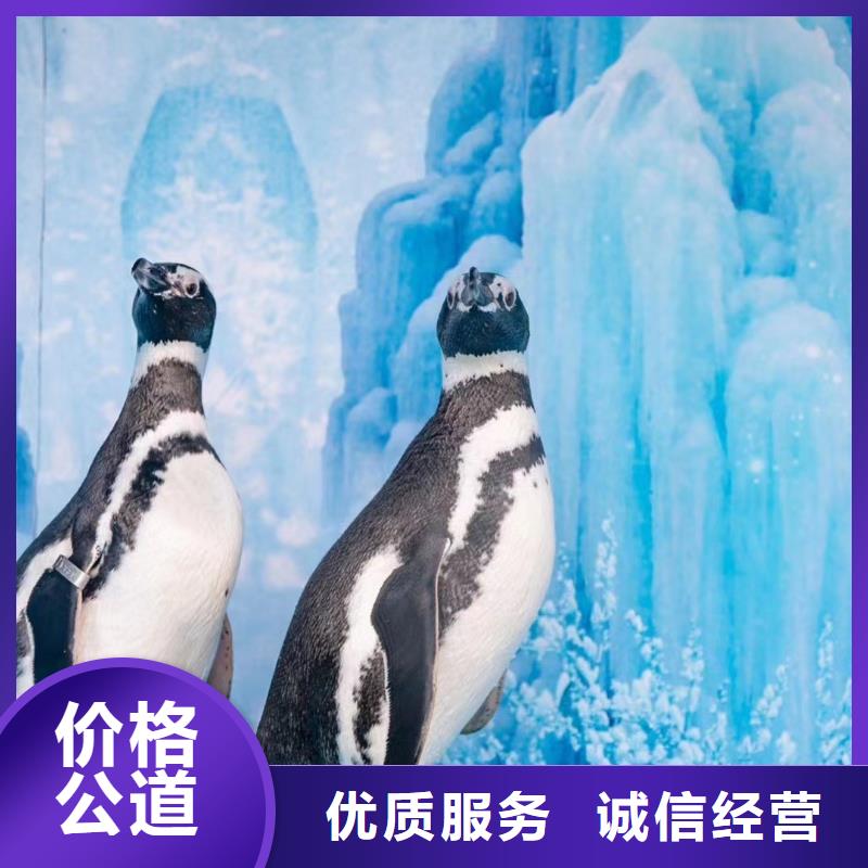 海洋主题动物表演企鹅租赁2025专业的团队
