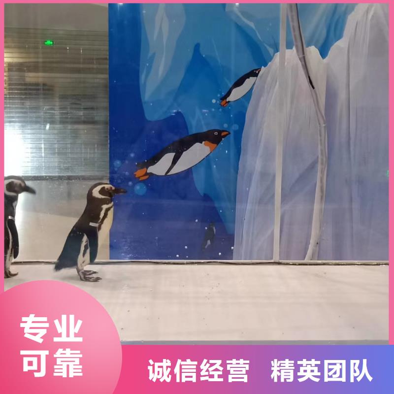 海洋主题动物表演 【海狮表演】快速