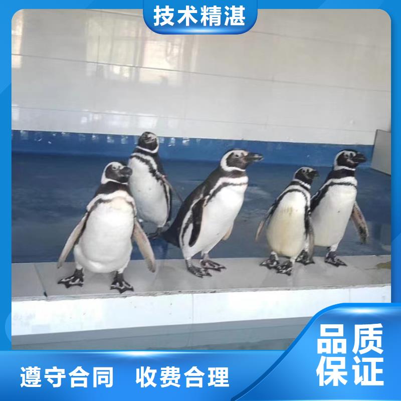 海洋主题动物表演 马戏表演正规公司