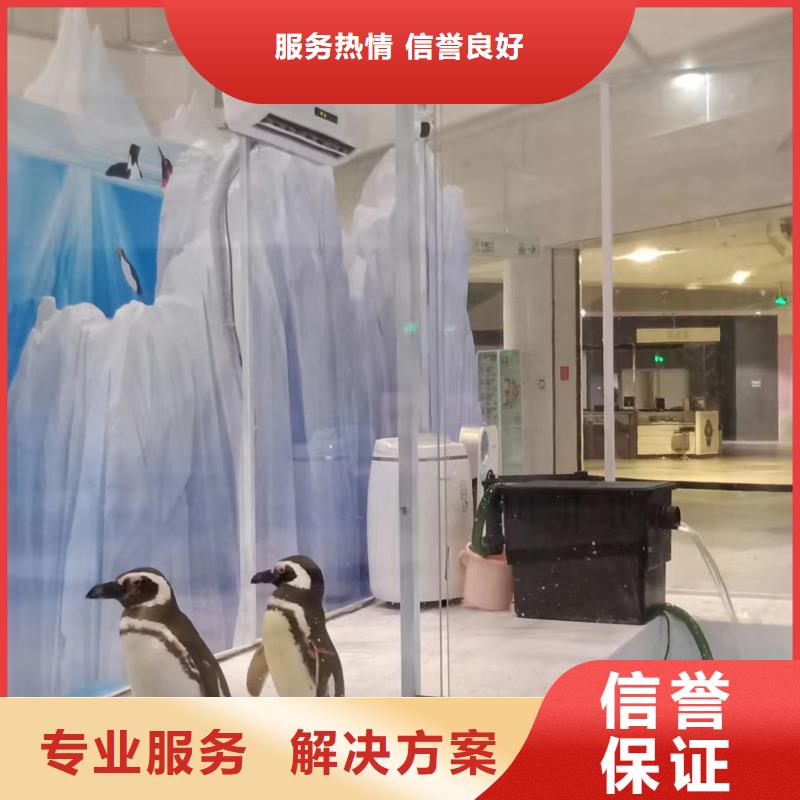 海洋主题动物表演 马戏表演正规公司