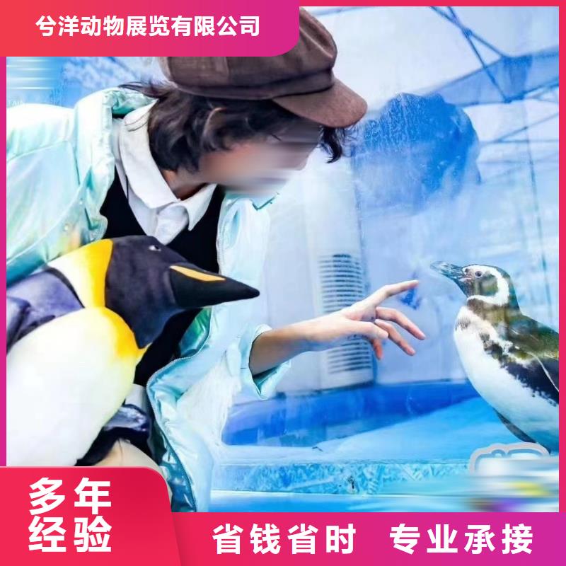 海洋主题动物表演企鹅出租表演24小时为您服务