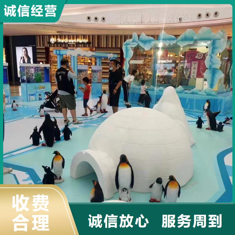 海洋主题动物表演企鹅租赁2025专业的团队