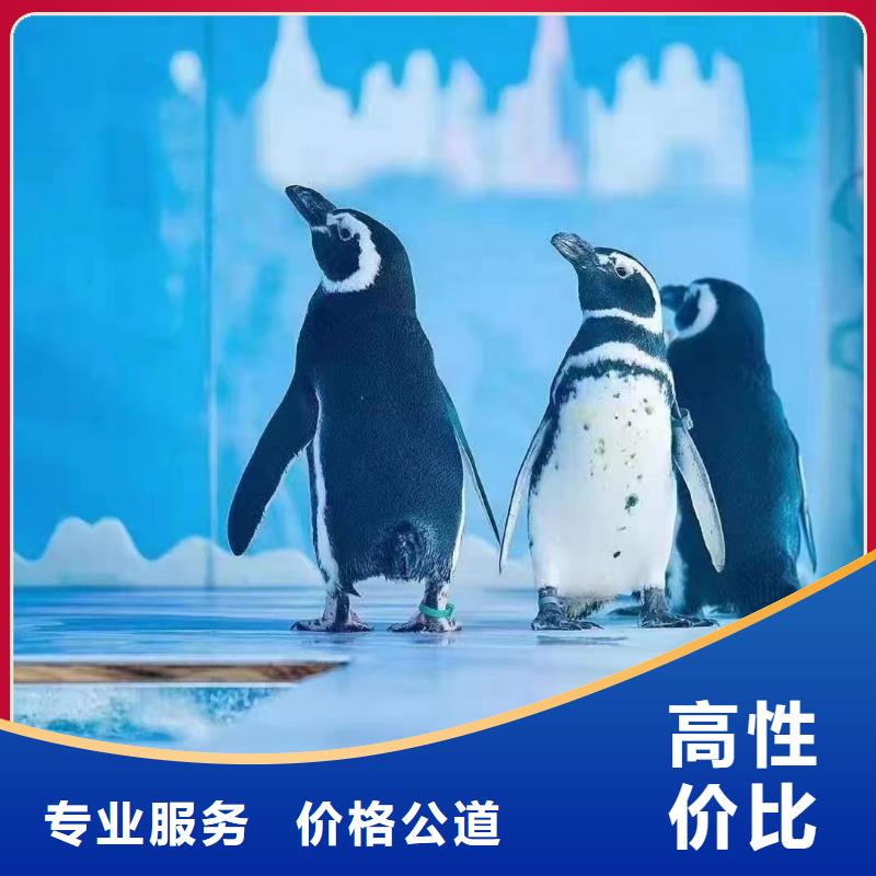 海洋主题动物表演美人鱼表演实力公司