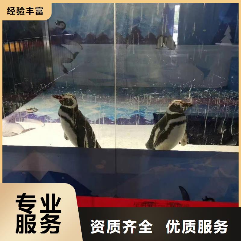 海洋主题动物表演,商场马戏表演出租技术好