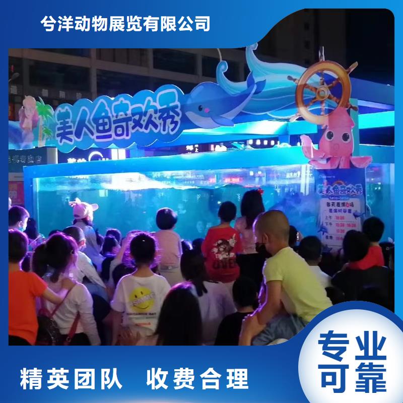 海洋主题动物表演表演羊驼租赁实力雄厚