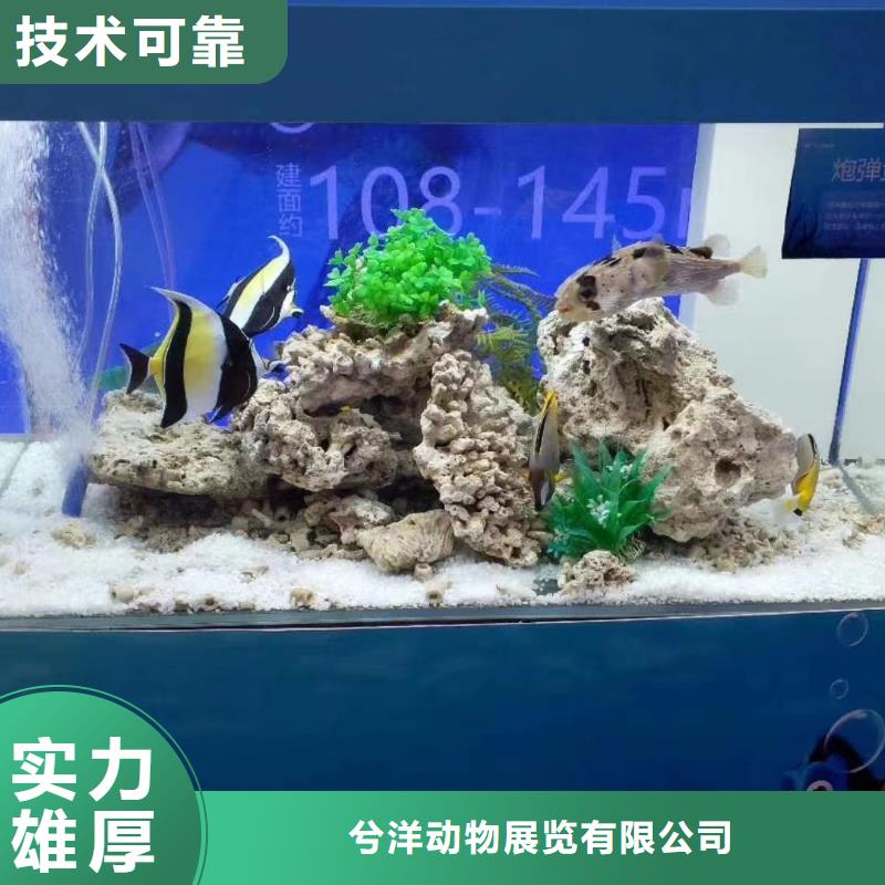 海洋主题动物表演企鹅租赁2025专业的团队