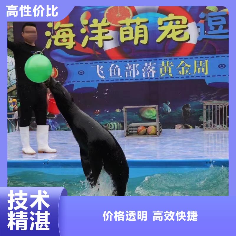 海洋主题动物表演 【海狮表演】快速