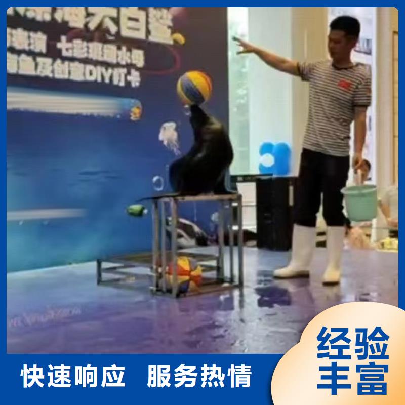 海洋主题动物表演海狮表演出租资质齐全