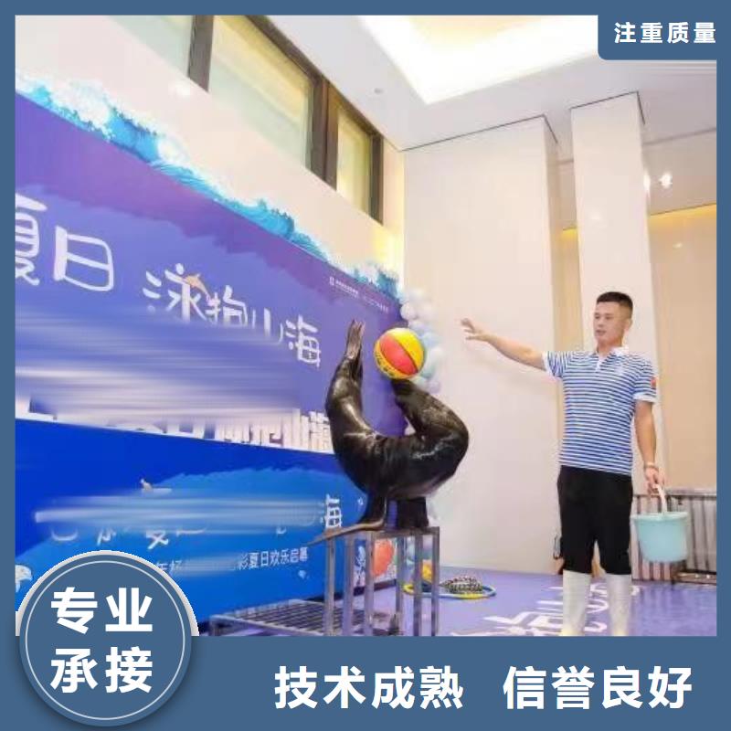 海洋主题动物表演 马戏表演正规公司