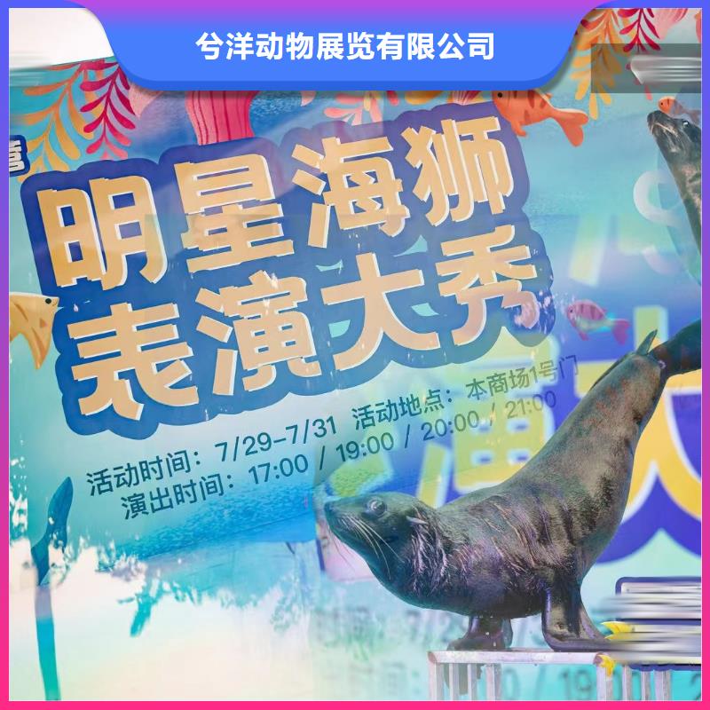海洋主题动物表演表演羊驼租赁实力雄厚