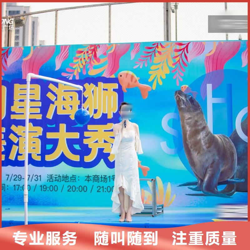 海洋主题动物表演 【海狮表演】快速