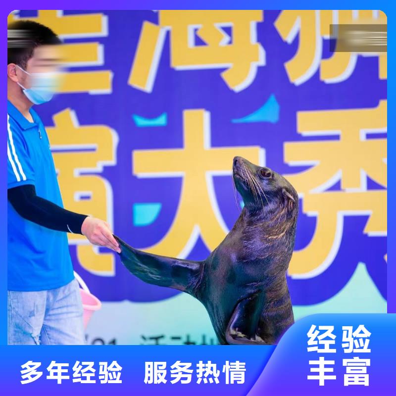 海洋主题动物表演海狮表演出租资质齐全