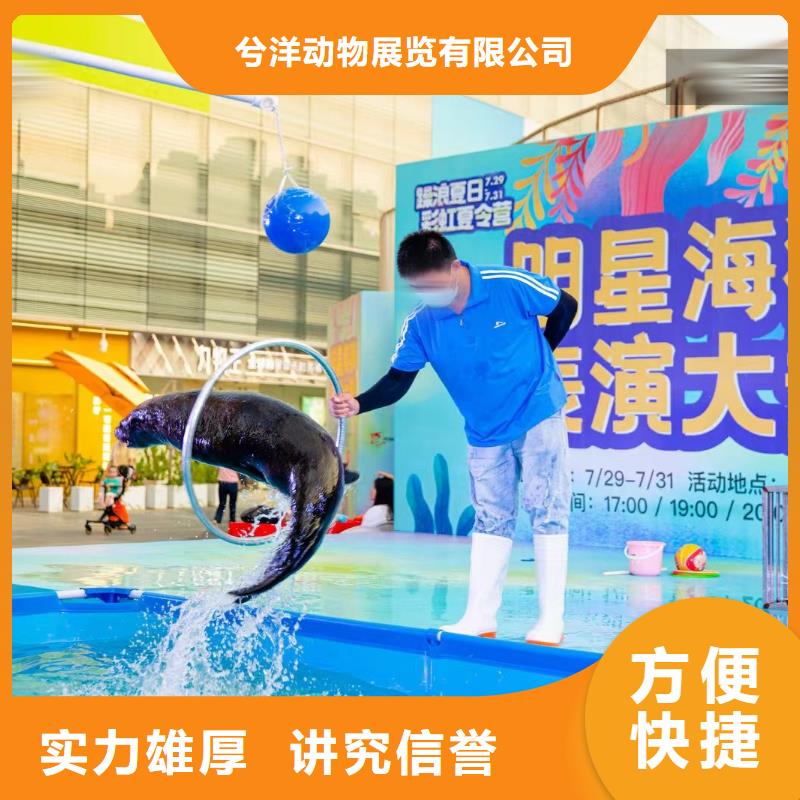 海洋主题动物表演环球飞车表演出租好评度高