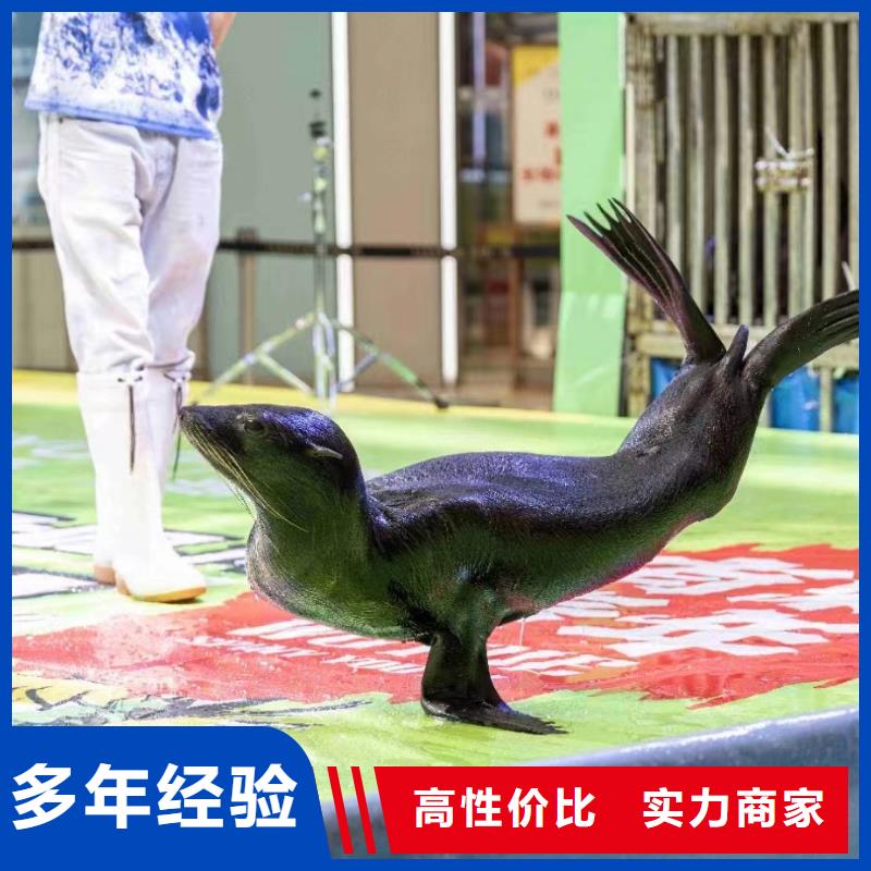 海洋主题动物表演-马戏团表演品质优