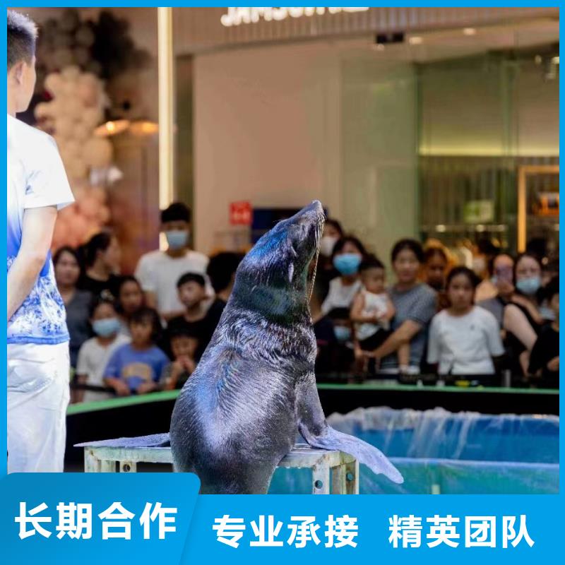海洋主题动物表演表演羊驼租赁实力雄厚