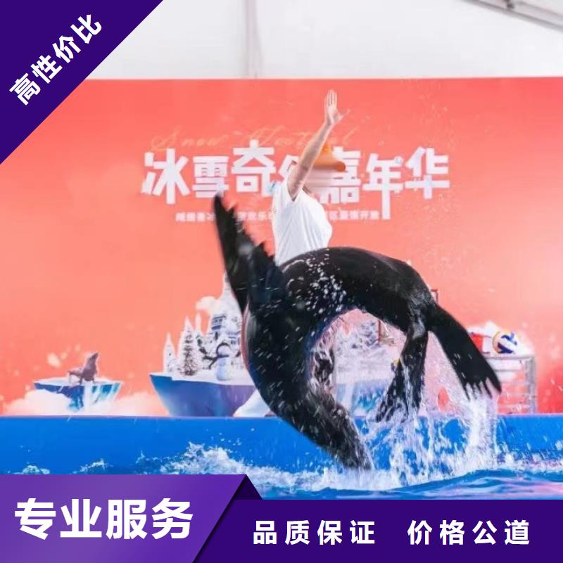海洋主题动物表演-马戏团表演品质优