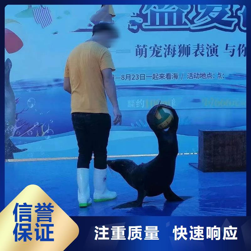 海洋主题动物表演海狮表演出租资质齐全