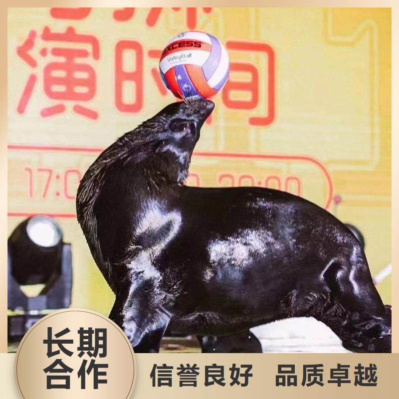 海洋主题动物表演海狮表演出租资质齐全