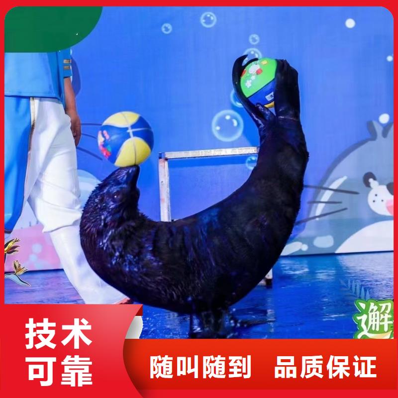 海洋主题动物表演 【海狮表演】快速