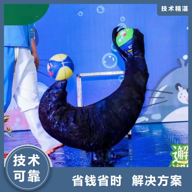 海洋主题动物表演海狮表演出租资质齐全