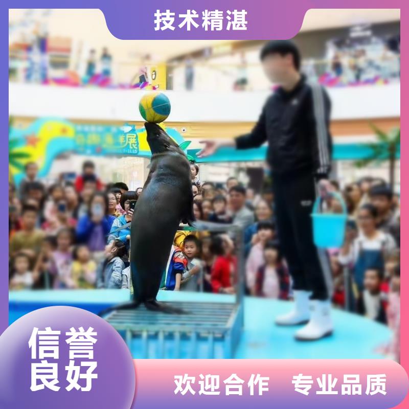 海洋主题动物表演-马戏团表演品质优