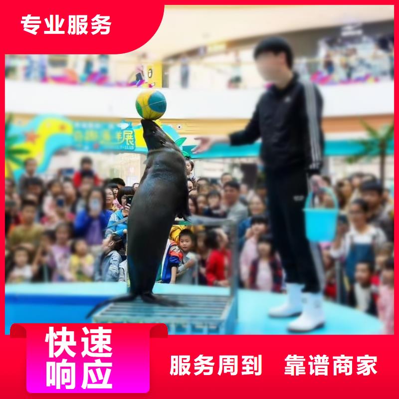 海洋主题动物表演 【海狮表演】快速