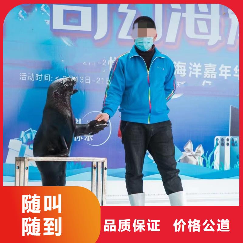 海洋主题动物表演,商场马戏表演出租技术好