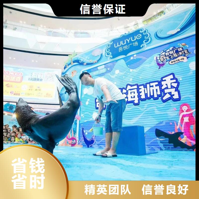 海洋主题动物表演环球飞车表演出租好评度高