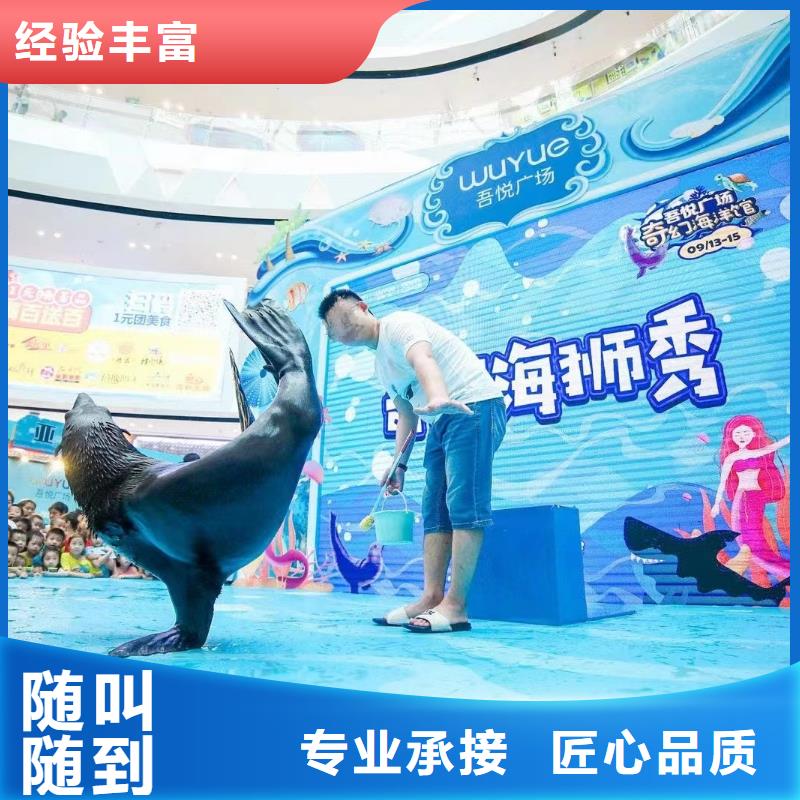 海洋主题动物表演 【海狮表演】快速