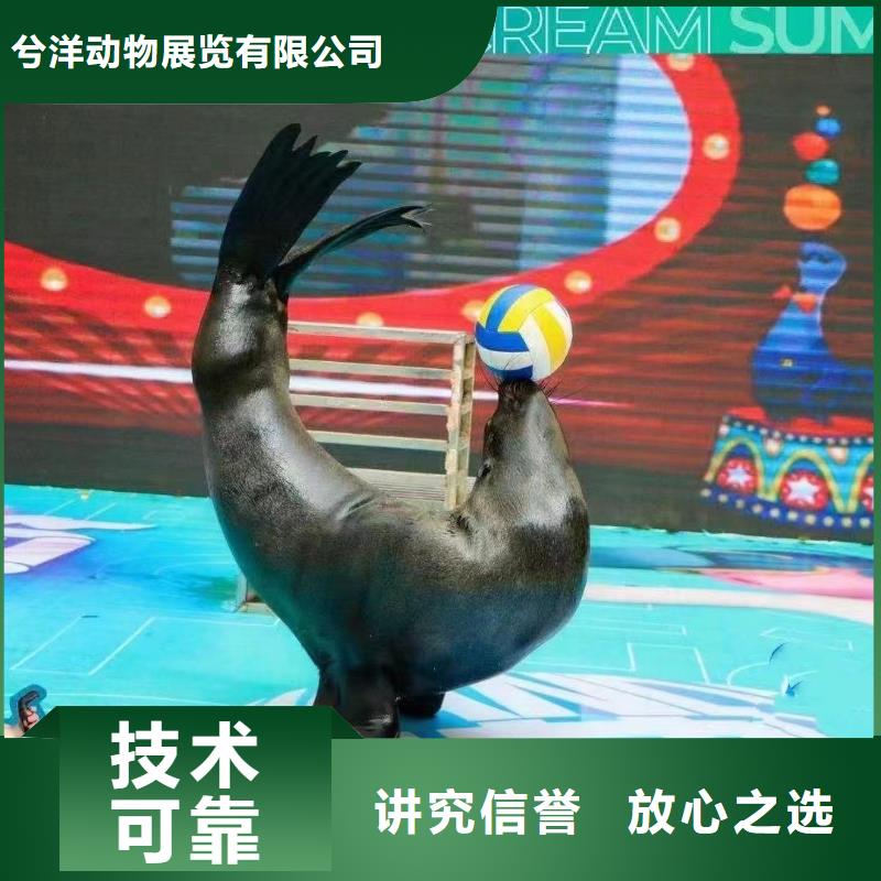 海洋主题动物表演 【海狮表演】快速