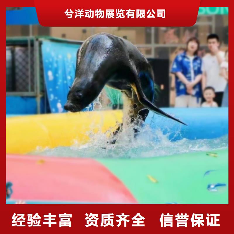 海洋主题动物表演 【海狮表演】快速