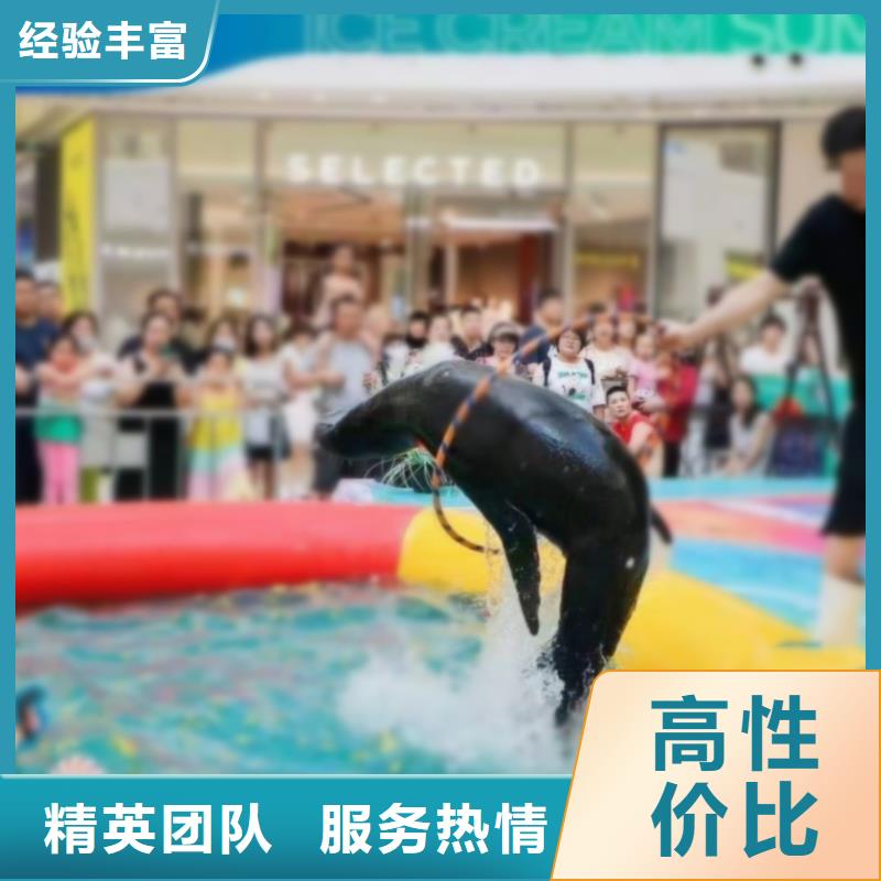 海洋主题动物表演 【海狮表演】快速