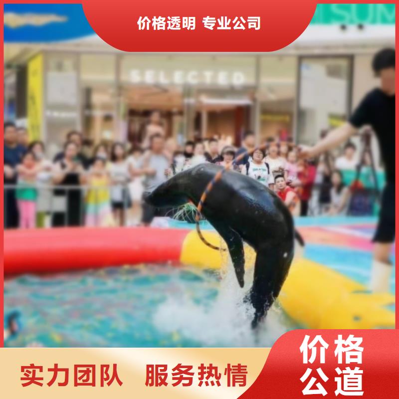 海洋主题动物表演环球飞车表演出租好评度高