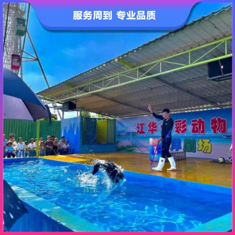 海洋主题动物表演海狮表演出租资质齐全