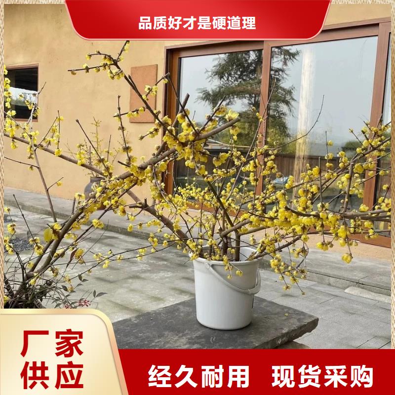 仿夯土漆价格#生态稻草漆#老房翻新#农家小院
