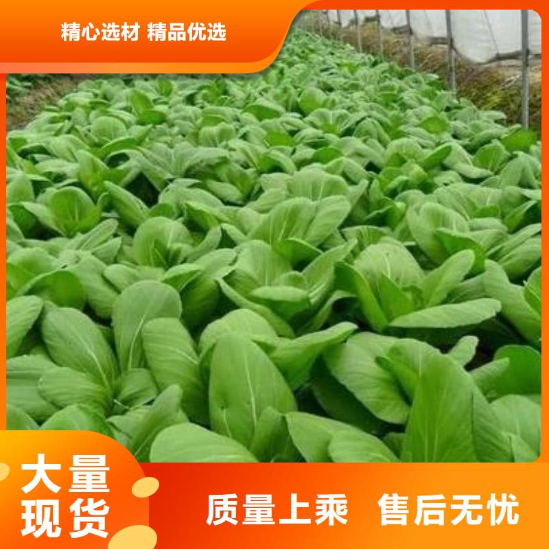 鸡粪有机肥改良土壤效果很好